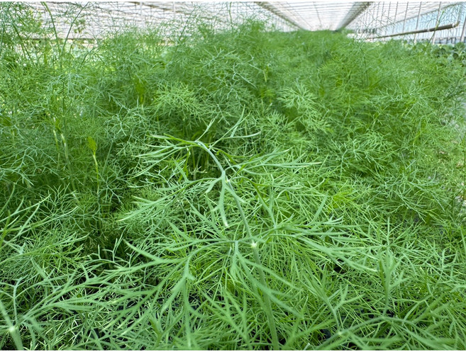 딜 팍실라우 딜 생잎 허브 dill, 1개, 500g
