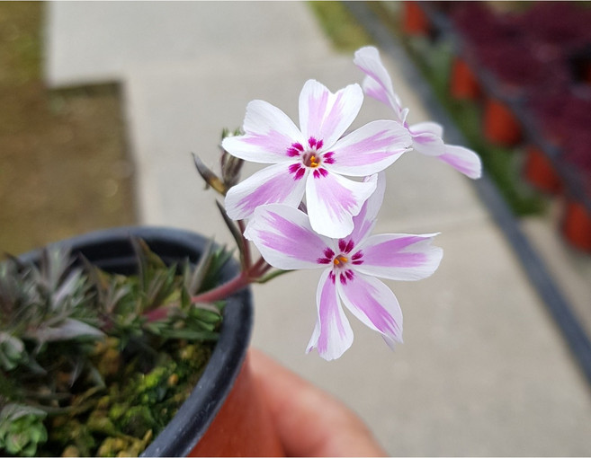 행복한꽃순이//유럽패랭이/노지월동, 1개