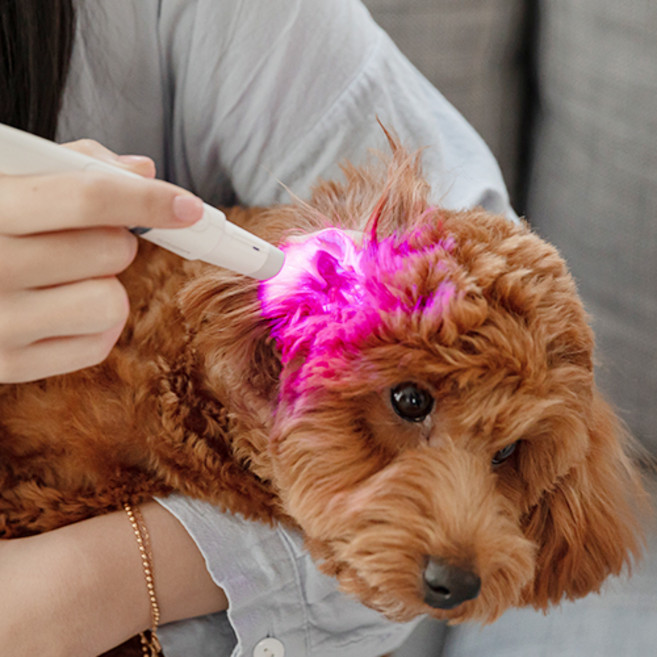 InnoUV 울트라웨이브 이어펫 반려 동물 귀 염증 관리기, EARPET, 혼합색상, 1개