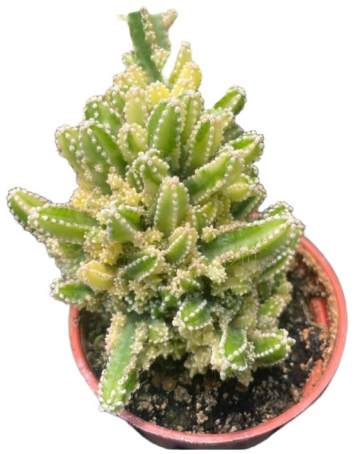 萬花叢 仙人掌植物 3吋盆栽 多肉植物 辦公室盆栽 療癒小物, 仙女閣錦, 1個