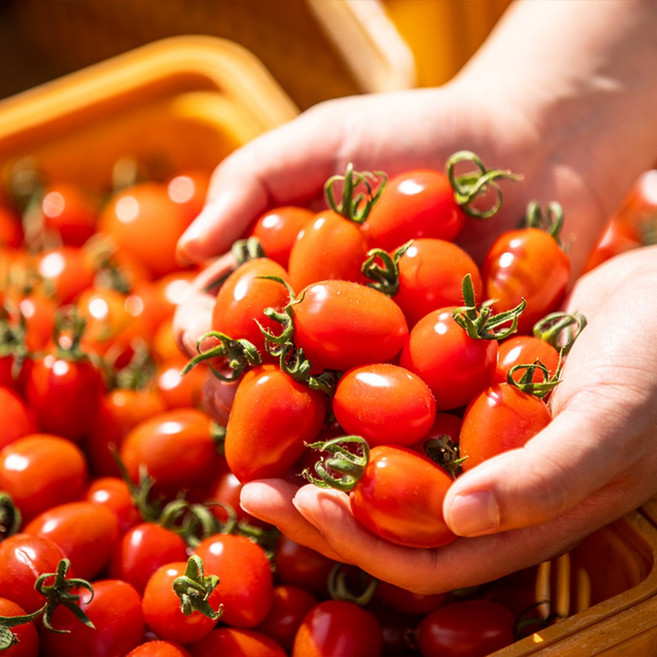 GAP인증 대추 방울토마토 1kg 2kg, 1개