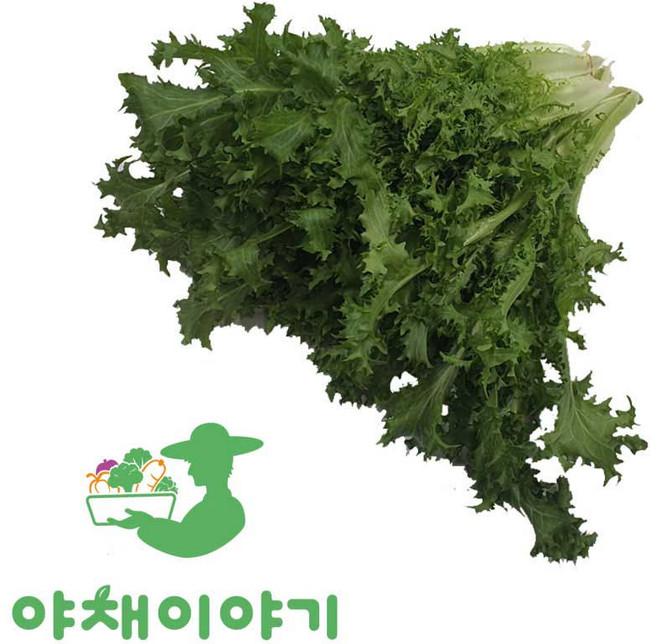 야채이야기 싱싱한 치커리 300g 샐러드채소 쌈채소, 1개