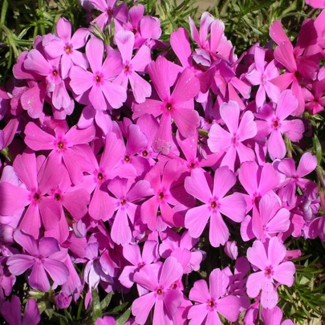 (나무농장) 야생화 꽃잔디 홍설 3치포트 무료배송특가, 30개