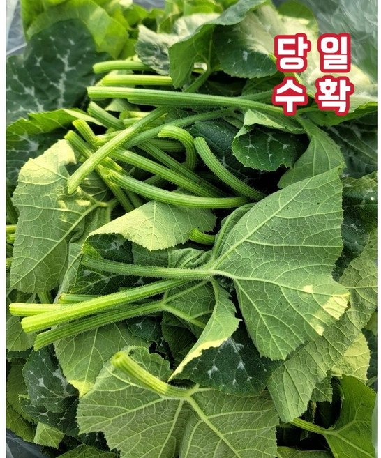 부드러운 국내산 노지 조선 호박잎 쌈채소 산지직송, 1개, 500g