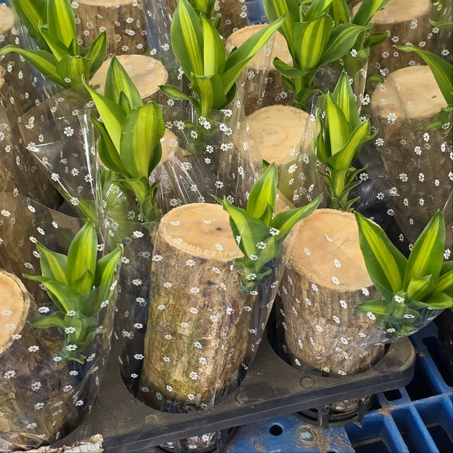 무늬토막 행운목 대품 수경식물 남서울, 1개, 단일