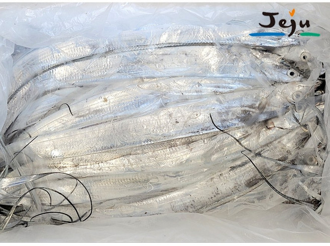 제주갈치 생물 10kg1상자 도매 생갈치 전사이즈 특대 갈치젓갈용 풀치 실치 갈치네이션 제주한림수산, 1개, 소사이즈(실치70미)생10kg1박스