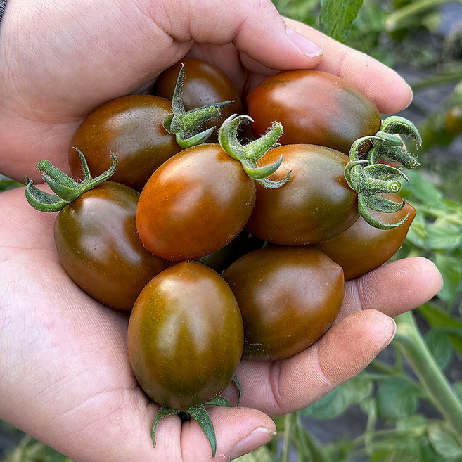 밀양 흑 대추 방울 토마토 흑방울토마토 흑 대추토마토 흑토마토 까만토마토 블랙방울토마토, 1개, 1kg
