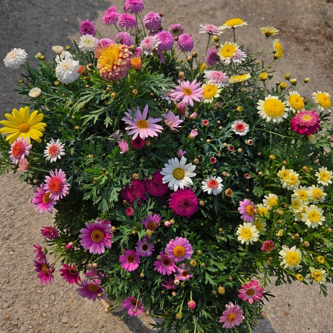 (안녕두구동) 목마가렛 4색 4월 꽃많아요, 1개