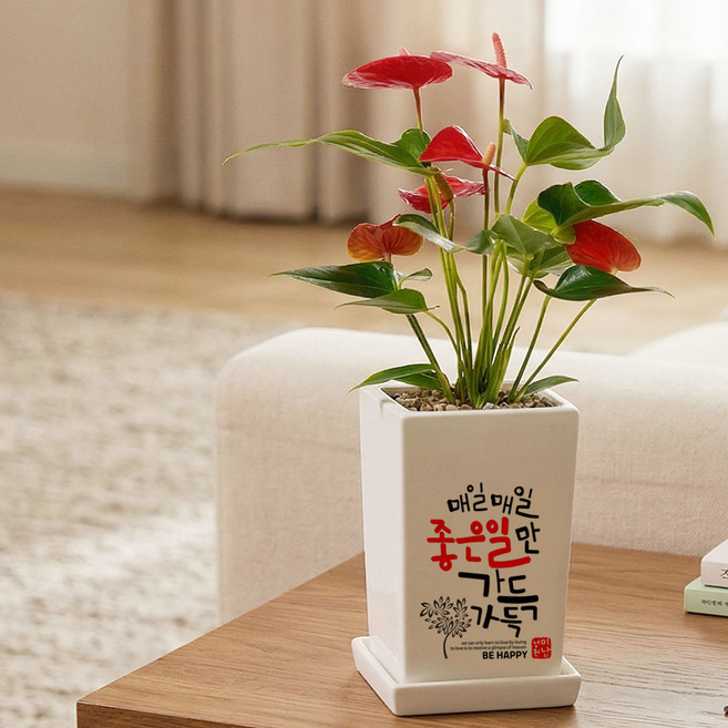 개업 생일 취업 승진 영전 이사 결혼 축하 메세지 화분, 02. 제발돈벼락-금전수, 1개