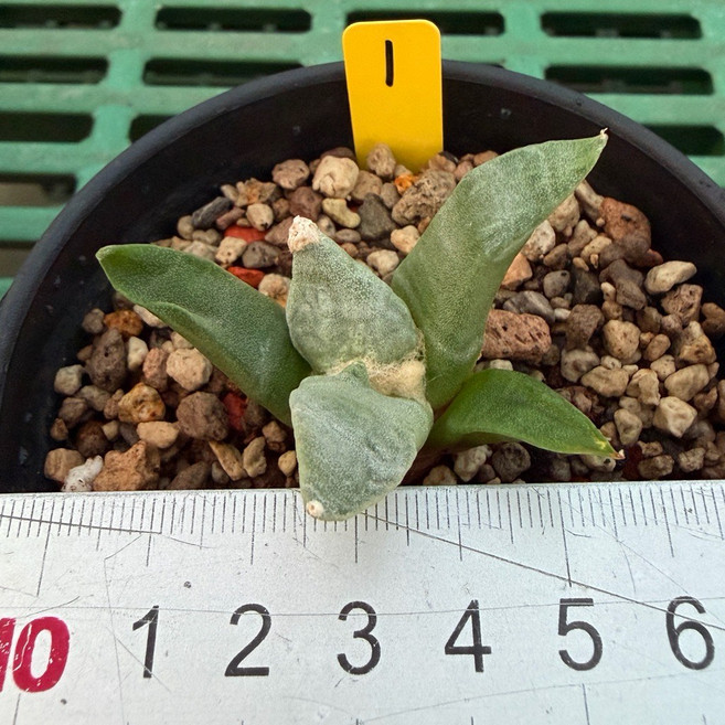 G.L.魔仙園 怒濤モンスト牡丹實生苗 多肉植物 盆栽 療癒植物, 1個, 01