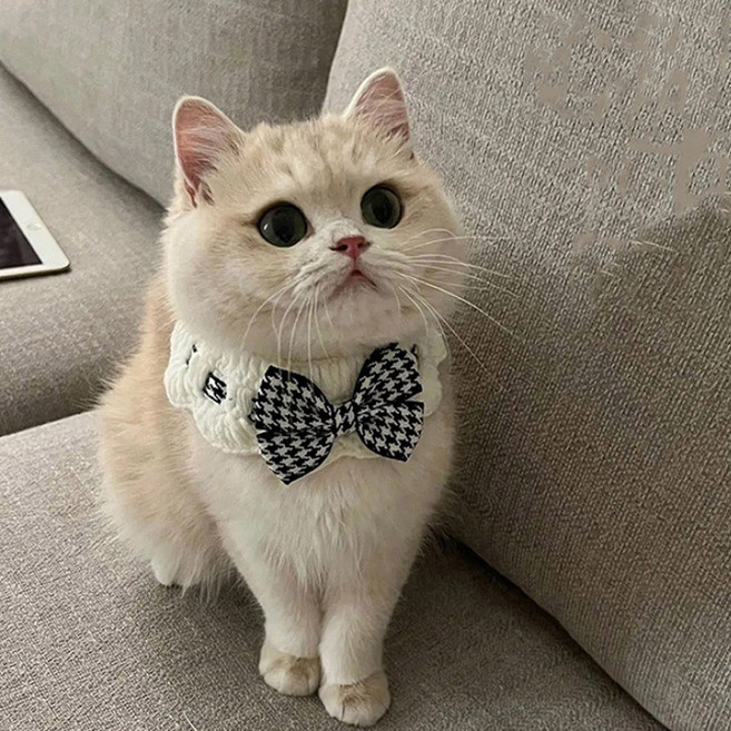 로테오 반려동물 왕리본 케이프, 1개, 네이비