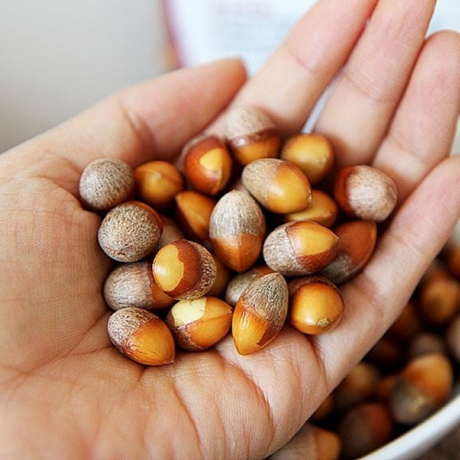 당일수작업 충남 금산 깐은행 열매, 1팩, 500g