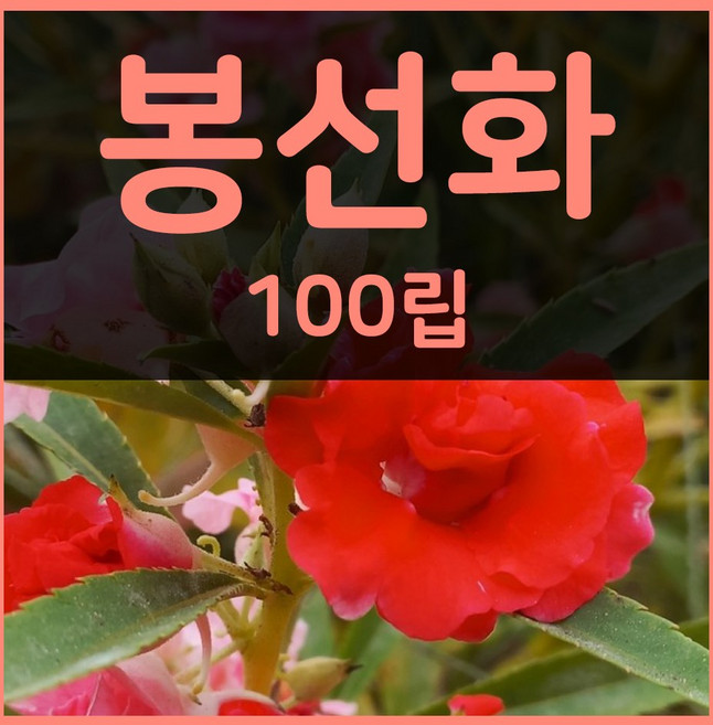 꽃씨몰 꽃씨 봄 파종 여름꽃씨 가을 노지월동 다년생 야생화 양귀비 종자 꽃씨앗, 1개