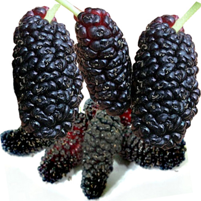 2025년 특품 과상2호 오디 급냉 선물용, 1박스, 5kg, 과상오디