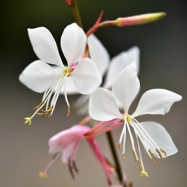 가우라 3치포트 바늘꽃 모종, 10개