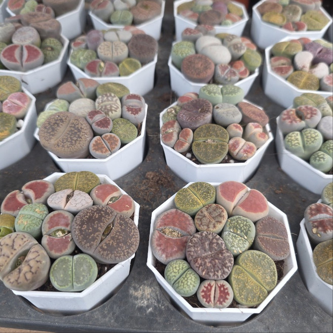 이삭 다양한 립토스모음- 생석화 강한매력 희귀다육식물, 1개