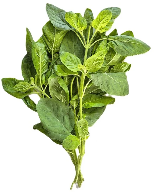신선한 가파오 홀리바질 타이바질 holy basil 15~40g, 40g, 1개 - 쿠팡