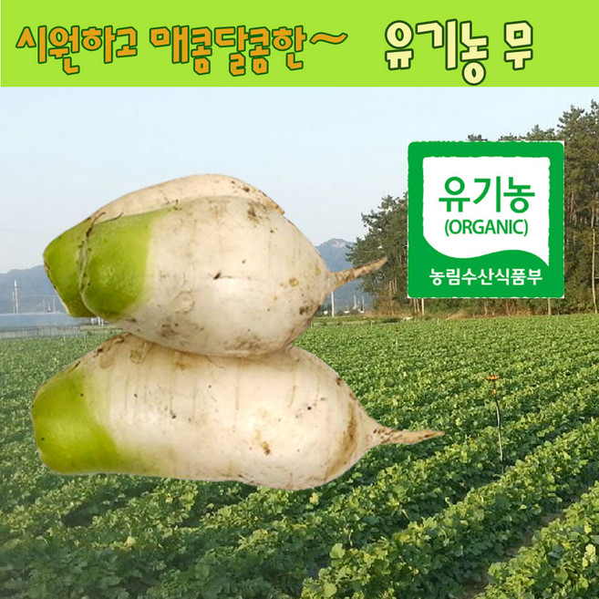 무우 유기농 무 가을무 김장무 2kg, 1개
