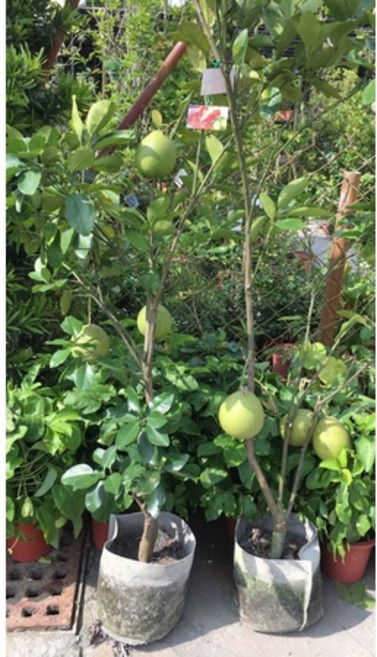 霏霏園藝 紅文旦柚 1尺盆栽, 1個