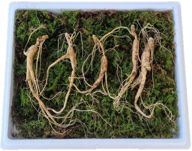 국산 강원도 파지삼 13~17년근 산삼 장뇌삼, 15년근 5뿌리