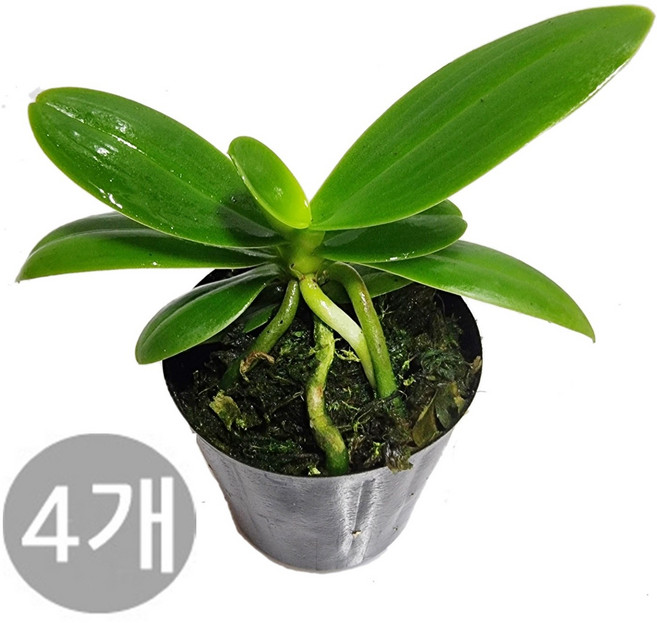 트리앤 1+1+1+1+1(4개) 일반대엽풍란 .(4개)소엽풍란 / 나도풍란 대엽/ 소엽풍란/ 석곡 / 1개 해왕환 / 1개 소엽풍란(중) 동양란 석부작 향기나는식물 공기정화식물, 01. 1+...(4개) 일반 대엽 풍란 1개