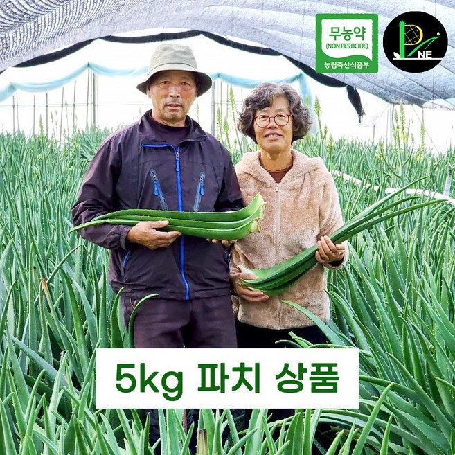 피네농장 무농약 생알로에 (알로에베라 파치(5kg) 상품) 식용 생잎 먹는 알로에 베라, 5kg, 1박스, 알로에베라 5kg파치