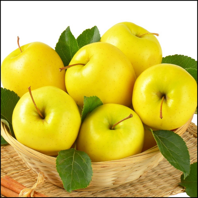 ( 특품 ) 청송 벌꿀당도 프리미엄 시나노골드사과 노란사과 황금사과, 1개, 특품/실속형 2kg (소과 14~16과)