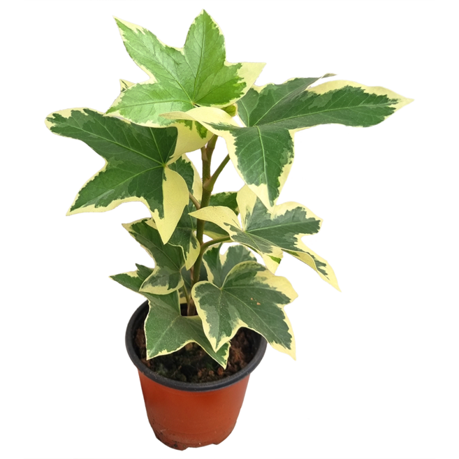 펫츠헤데라 앵조스타 아이비 기본포트 식물만 희귀 무늬 반려식물, 1개