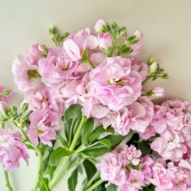 스토크 비단향꽃무 오래가는 생화 꽃택배 양재꽃시장 복홈, 1개, 핑크