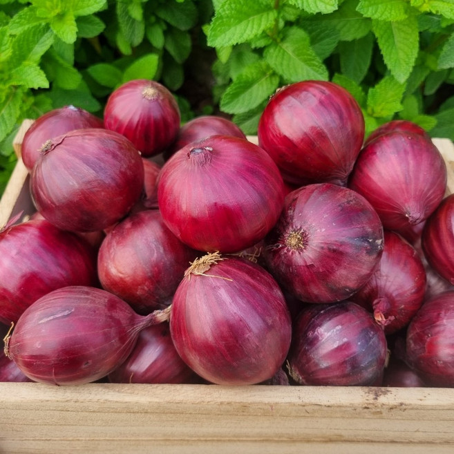 햇 자색양파 적양파 무안 양파, 1개, 5kg(소)