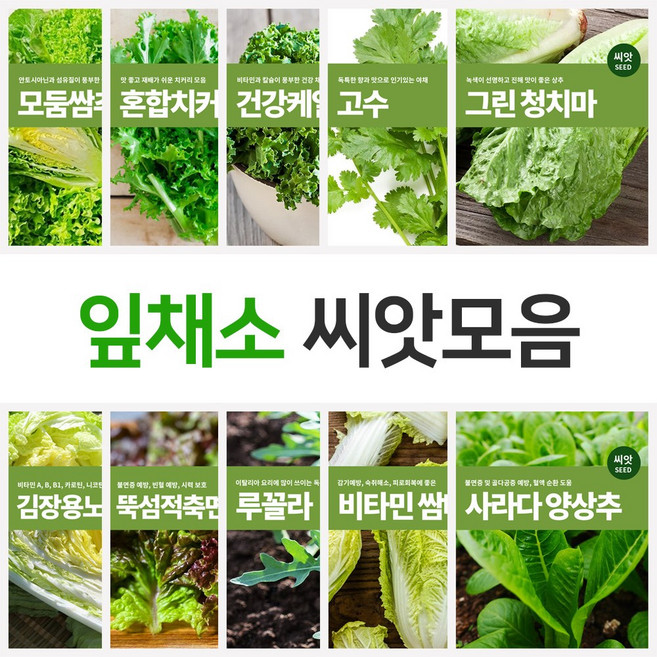 잎채소 쌈채소 씨앗 모음, 건강케일, 1개