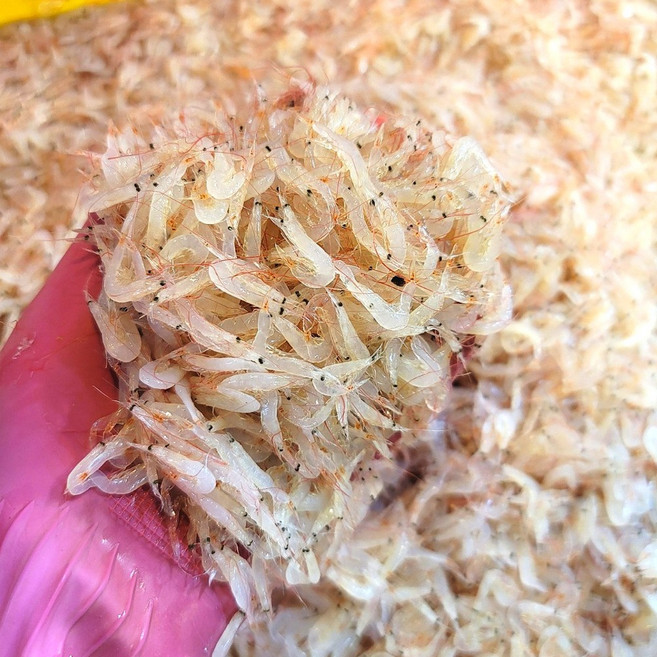 최상급 소래포구 김장용 급냉 생물 동백하 생새우, 1개, 1kg