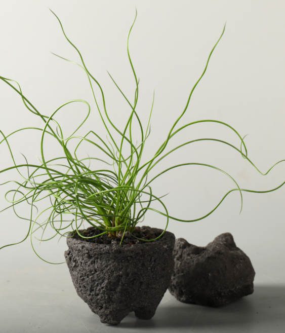 식물교감 스프링골풀 준쿠스 돌화분받침포함 꼬불이 감성플랜테리어