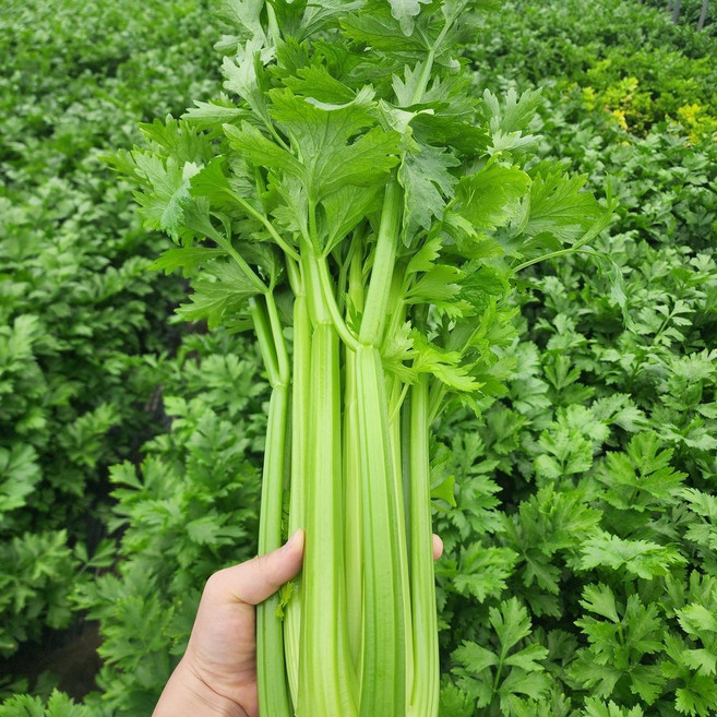 [제니네 제철과일] 전라도 광양 산지직송 샐러리 아삭한 식감, 5g, 1개, 5L