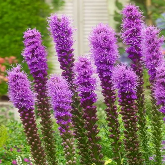 리아트리스 '퍼플' [4포트] (복남이네야생화 Liatris spicata 퍼플), 10개