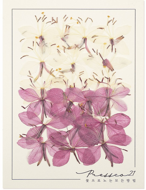 압화 압화꽃 꽃송이 조화 누름꽃 벚꽃 프레스코21 프리미엄 일본 압화 모음 올라야 5색, 흰나비잔디