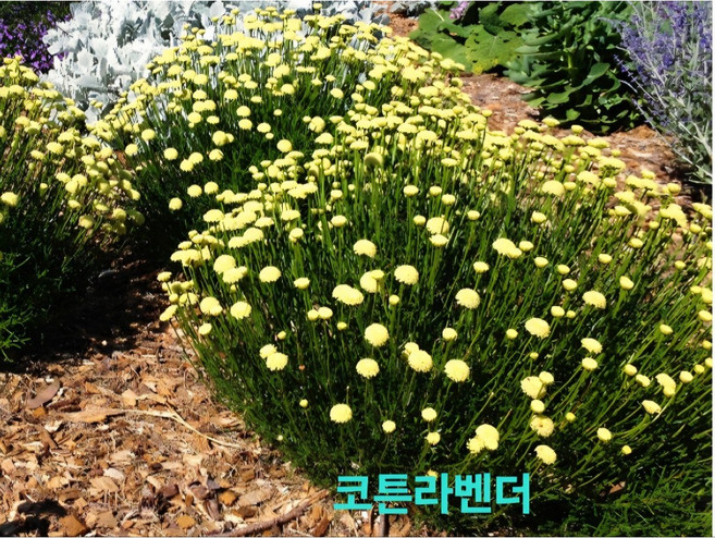 갠이불농원 코튼라벤다 야생화, 1개