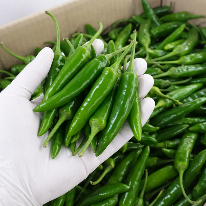 (당일경매) (당일발송) 국내산 청양고추 (진주산 100%) (최상급), 1개, 2kg