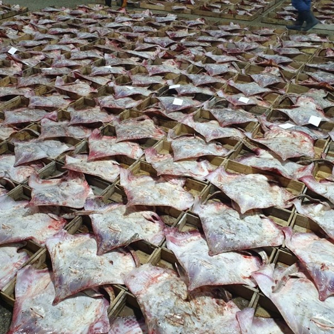 국내산 홍어/흑산홍어/삭힘선택/산지배송/250g/500g/1kg, 1개, 국산 홍어 250g(강숙성)