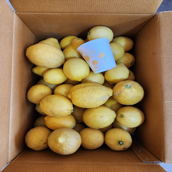 [산지직송] 국산 제주 레몬, 1개, 9kg (못난이)