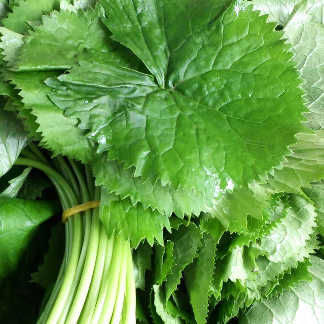 국산 곰취나물 생 곰취 곤달비, 1박스, 500g