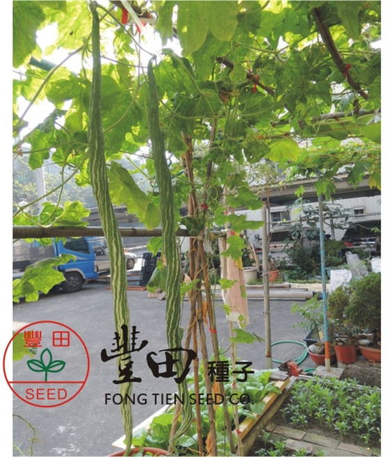 【野菜部屋】K70 通天蛇瓜種子 果實細長帶白色條紋, 1包