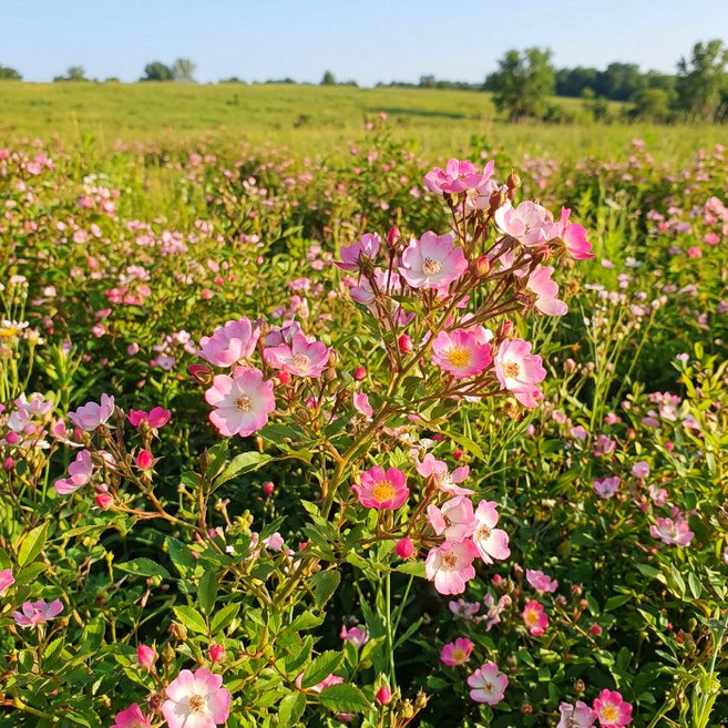 목하원예조경 유럽 찔레장미 큐티파이 미니 사계장미 화분 개화주 정원용 조경꽃나무 묘목 노지월동, 1개