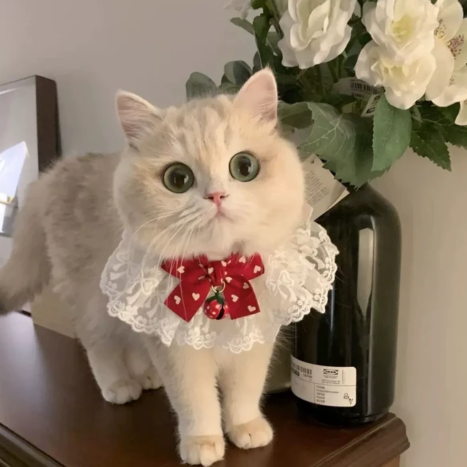 티쯔 반려동물 고양이 강아지 레이스 케이프, 1개, 레드벨