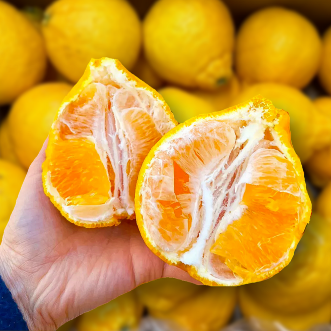 [오픈초특가] 새콤달콤 고당도 제주 한라봉 못난이 한라봉 노지 한라봉, 1박스, 못난이 한라봉 5kg (랜덤과)