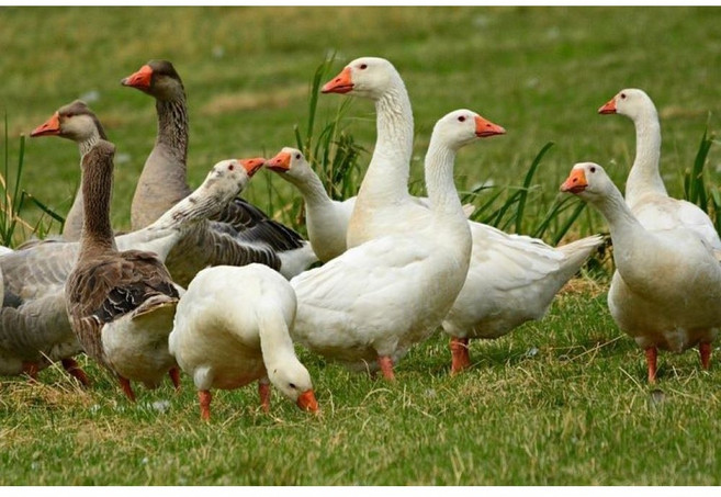 토종 오리 2.2kg 내외 백숙용 몸보신용 종합티백무료증정, 1개, 2200g