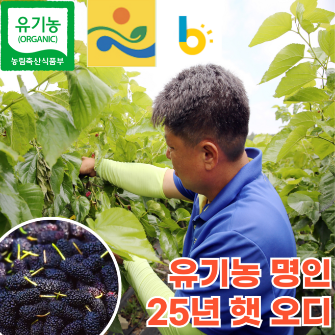 [프리미엄] 25년 유기농 친환경 국산 뽕나무 햇 생 오디 생과 열매 급냉, 1개, 600g (냉동)