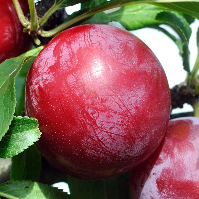 [충북농원] 알프스왕자 자두나무 묘목 - 분묘, 1개, R2/분