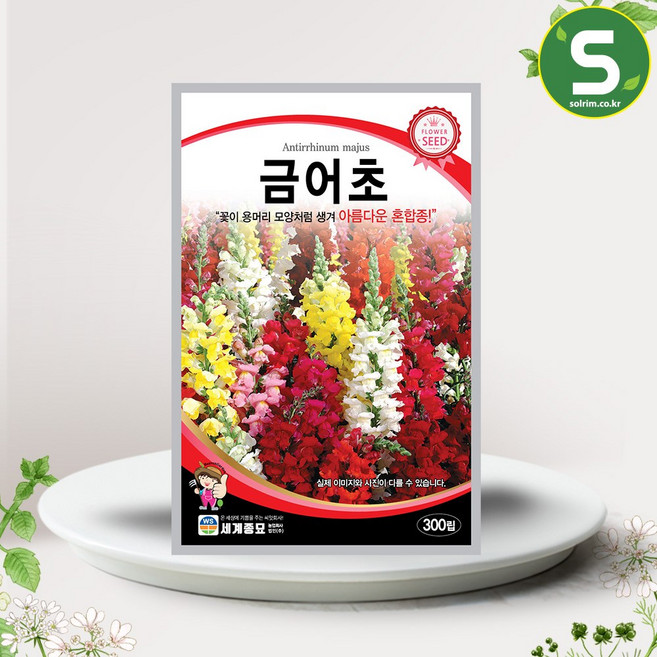 금어초씨앗 300립 금어초 꽃씨앗 꽃씨 일년생 혼합종, 1개