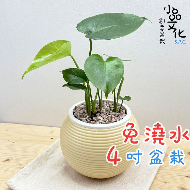 小品文化 龜背竹 4吋盆栽, 1個, 龜背竹+4吋燈籠盆-白色, 白色